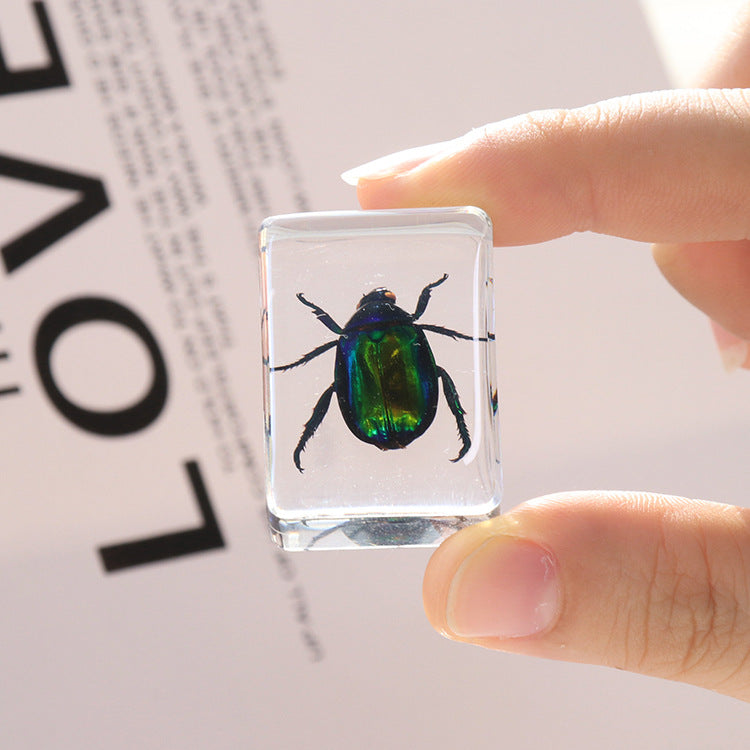 Wholesale 6pcs Small Insect Specimens Real Insect Resin Drip Glue Ornaments