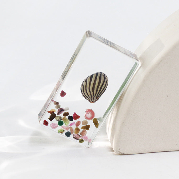 Wholesale 6pcs Real Conch Specimen Crafts Resin Ornaments