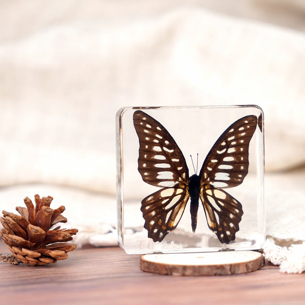 Wholesale Epoxy Butterfly Spreading Wings Resin Specimen
