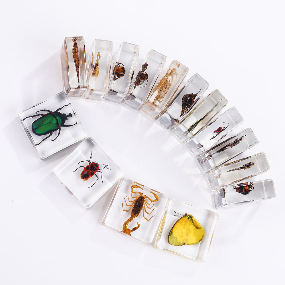 Wholesale 6pcs Square Resin Insect Animal Specimen Amber Craft Ornaments