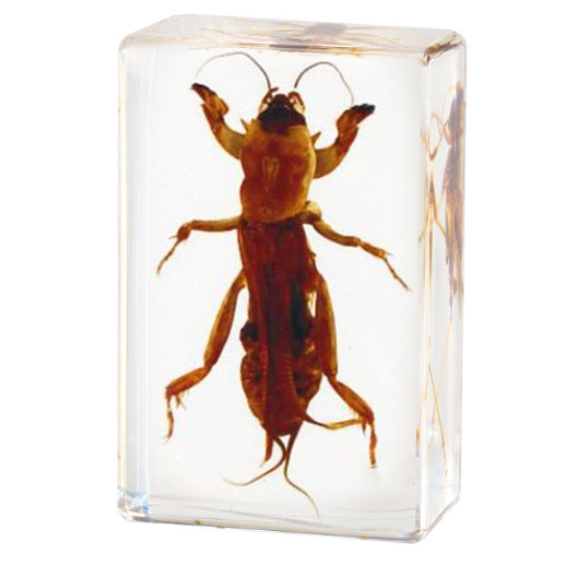 Wholesale Crystal Glue Real Insect Specimen Ornaments