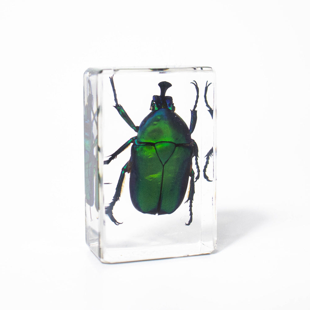 Wholesale Crystal Glue Real Insect Specimen Ornaments