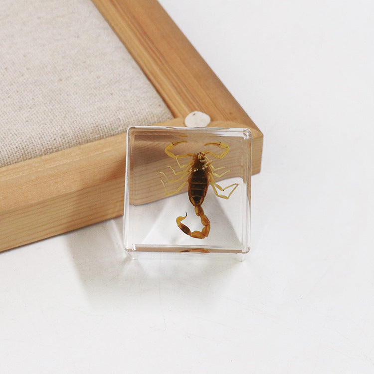 Wholesale 6pcs 4cm Cube Insect Resin HD Transparent Resin Ornaments