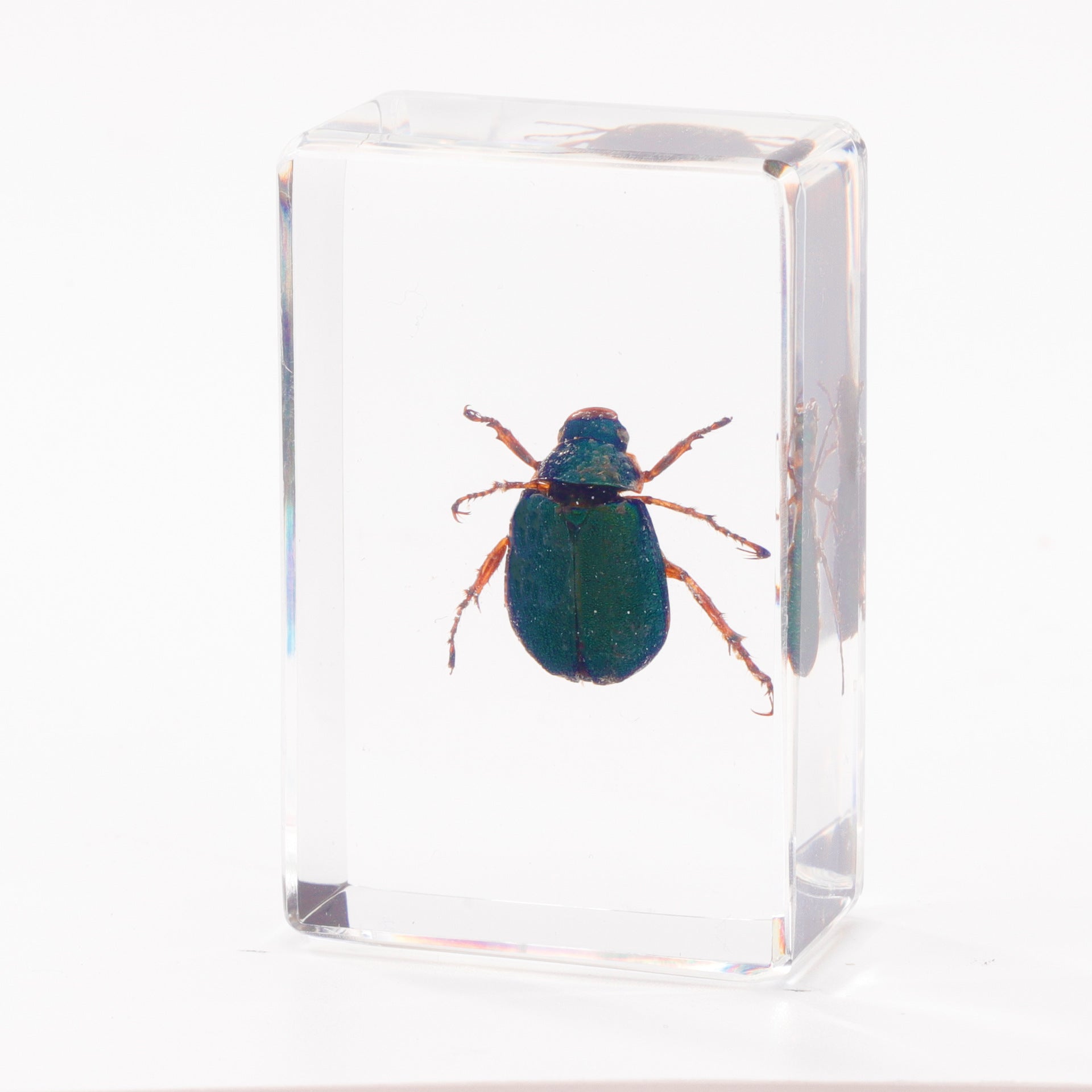 Wholesale Crystal Glue Real Insect Specimen Ornaments