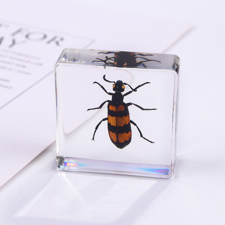 Wholesale 6pcs Square Resin Insect Animal Specimen Amber Craft Ornaments