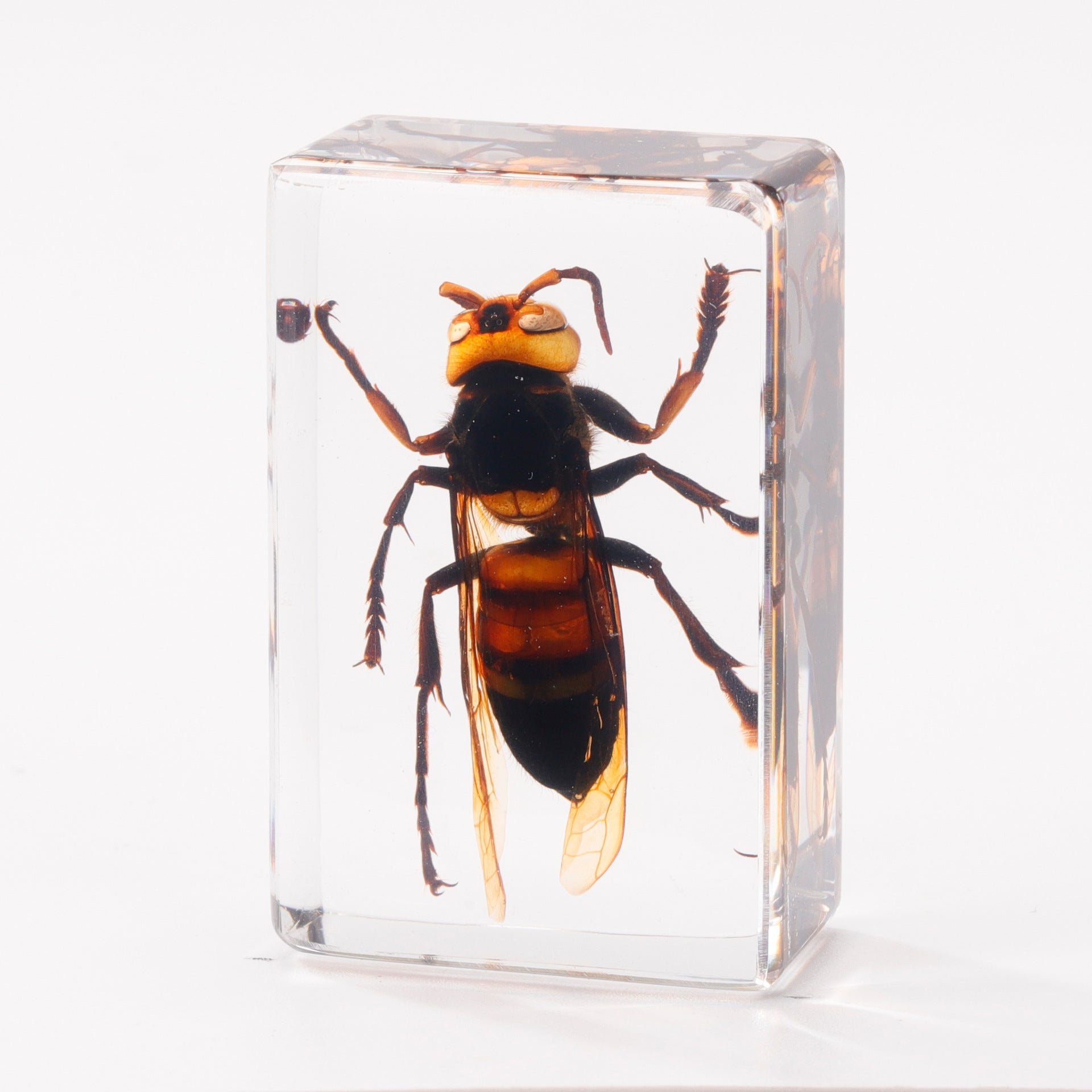 Wholesale Crystal Glue Real Insect Specimen Ornaments