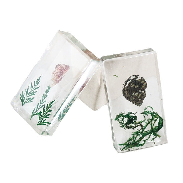 Wholesale 6pcs Real Conch Specimen Crafts Resin Ornaments