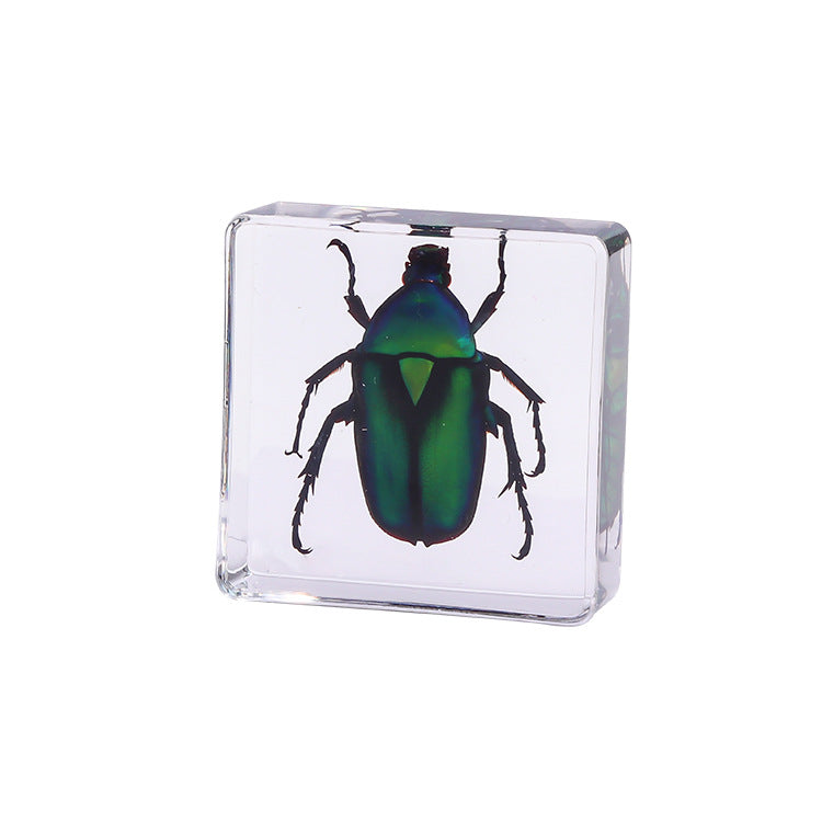 Wholesale 6pcs Square Resin Insect Animal Specimen Amber Craft Ornaments