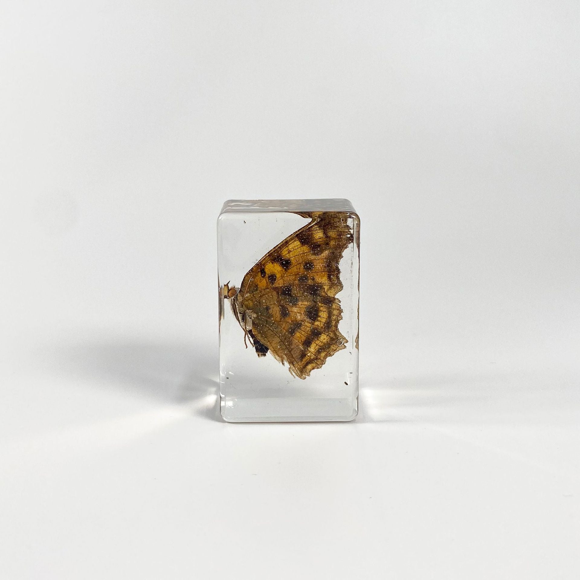 Wholesale 6pcs Handmade Resin Amber Butterfly Specimen