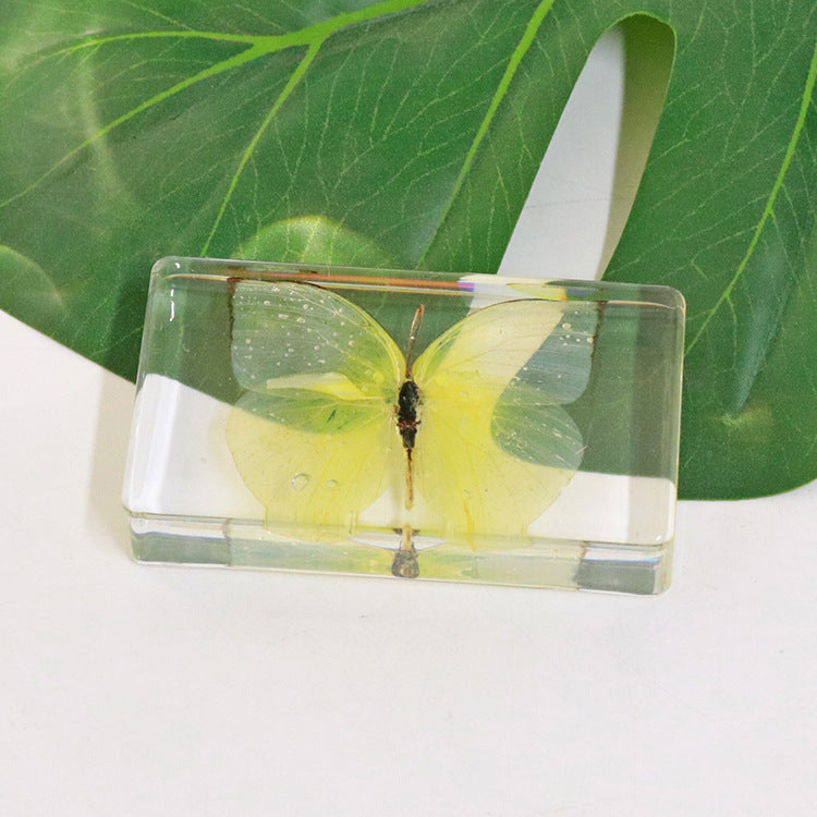 Wholesale 6pcs Real Butterfly with Wings Spread 3D Crafts Ornaments