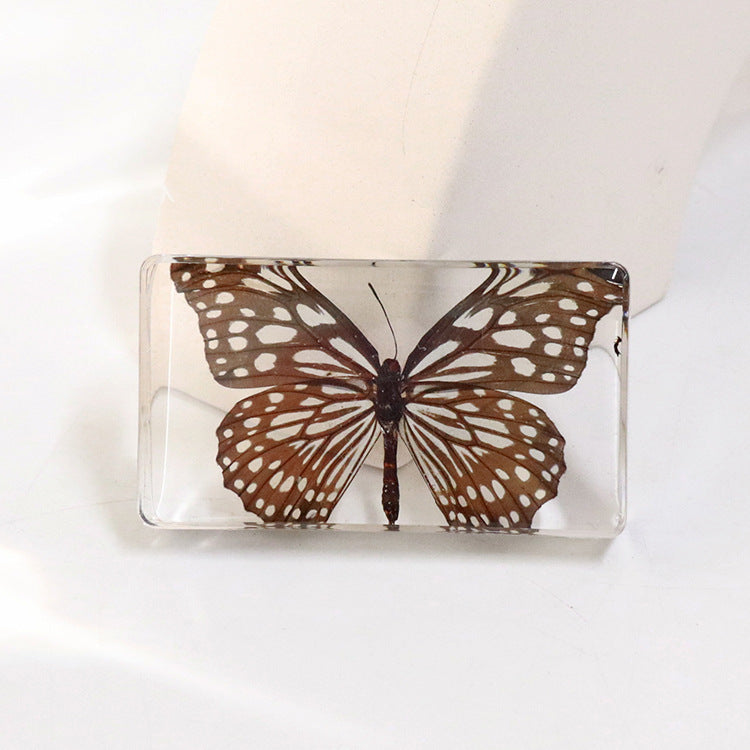 Wholesale 6pcs Real Butterfly with Wings Spread 3D Crafts Ornaments