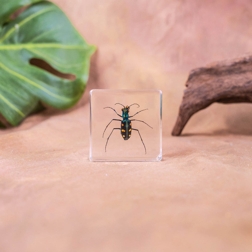 Wholesale Real Insect Specimen Resin Crafts Small Ornaments