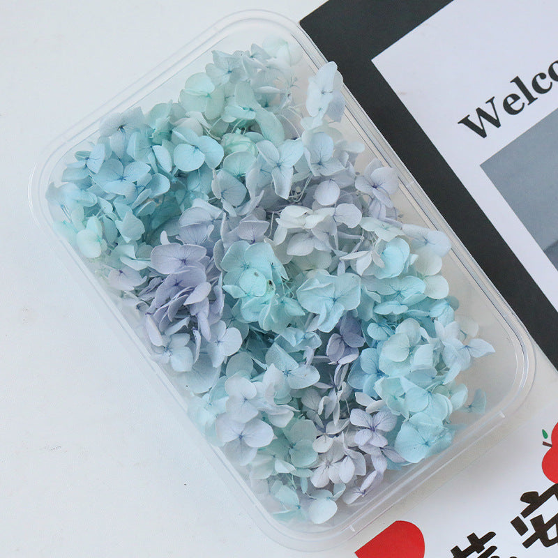 Wholesale Dried Flowers Immortal Flowers Hydrangea Gradient Color Handmade Diy Filling Materials
