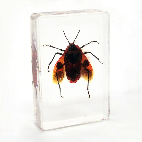 Wholesale Crystal Glue Real Insect Specimen Ornaments
