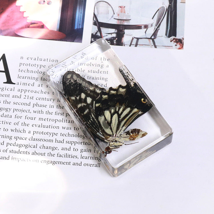 Wholesale 6PCS Citrus Butterfly Rectangular Resin Insect Specimen Ornaments