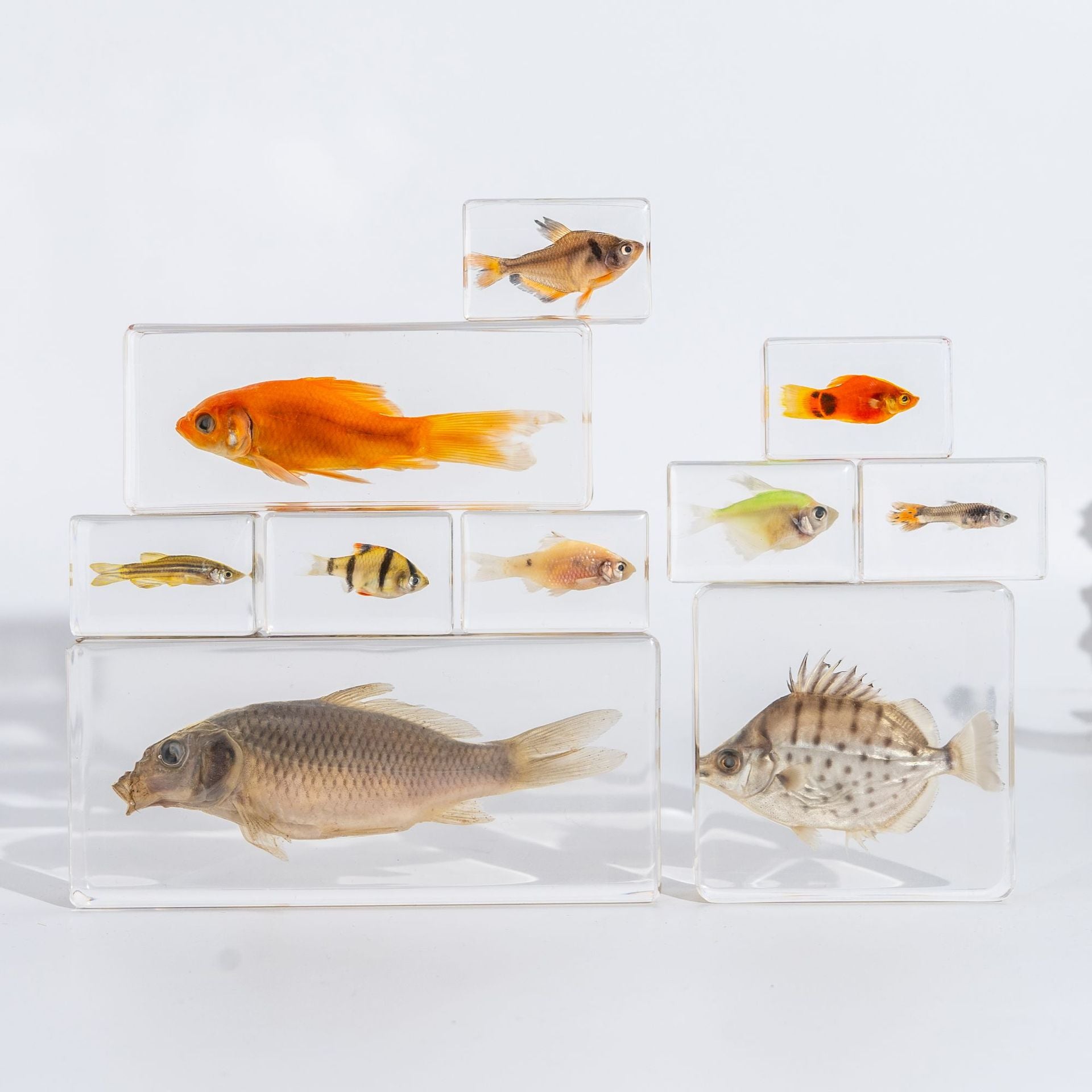Wholesale Real Marine Fish Resin Specimen Ornaments
