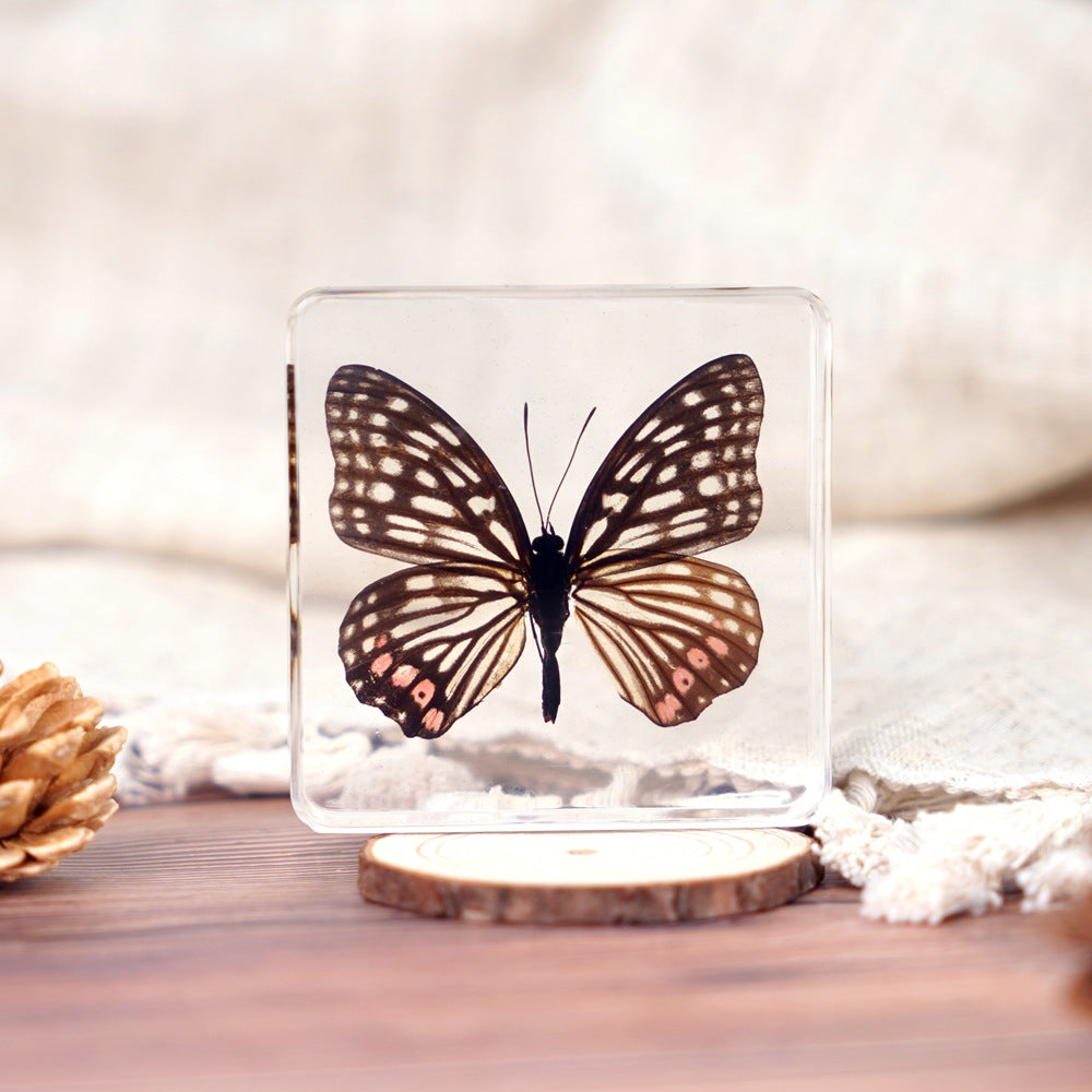 Wholesale Epoxy Butterfly Spreading Wings Resin Specimen