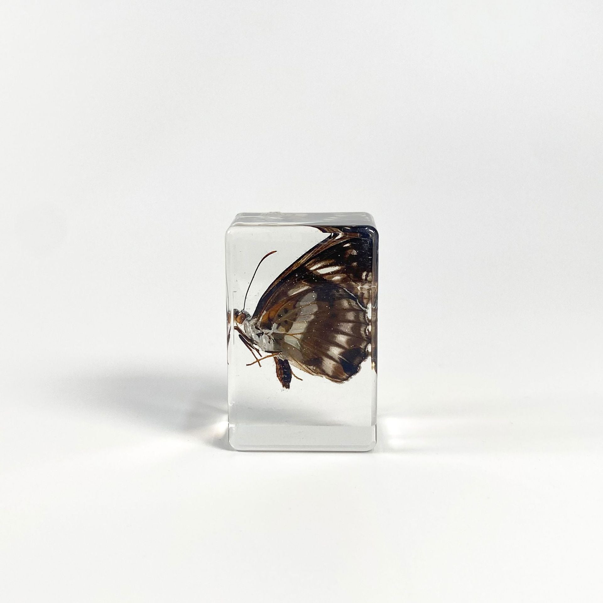 Wholesale 6pcs Handmade Resin Amber Butterfly Specimen