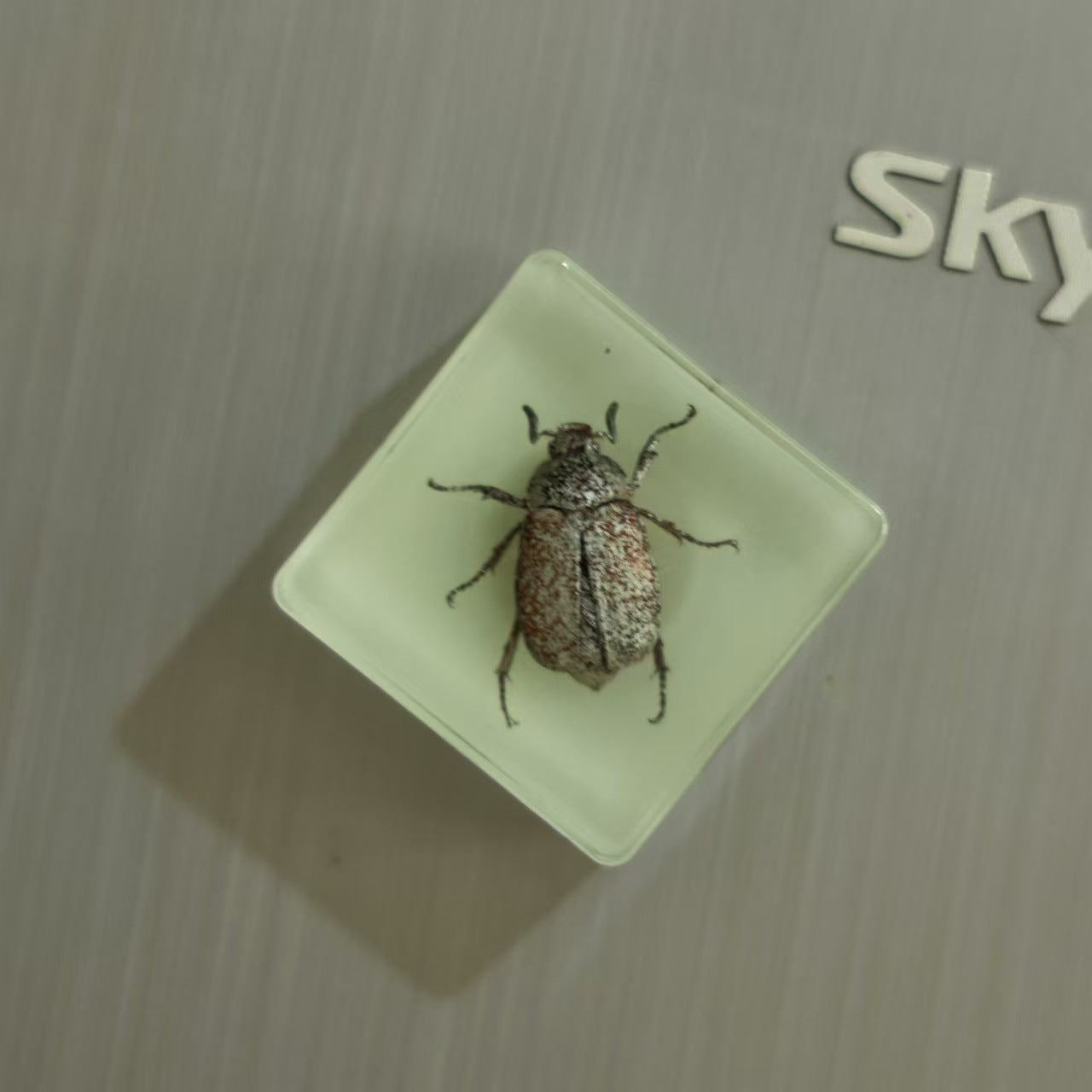 Wholesale Insect Fridge Magnet Cute 3D Magnetic Fridge Magnet