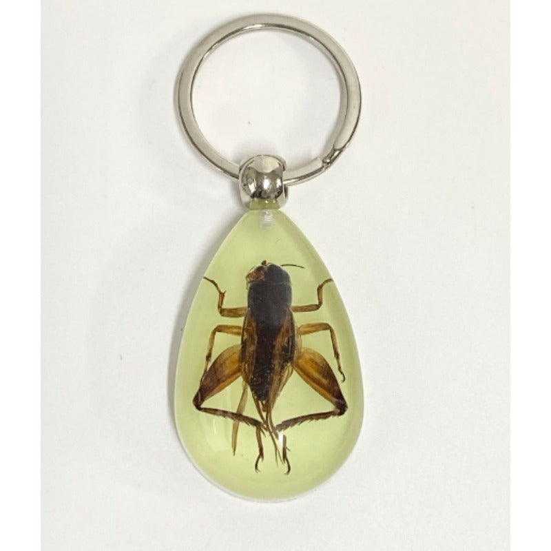 Wholesale 6pcs Resin Insect Specimen Transparent Glue Keychain