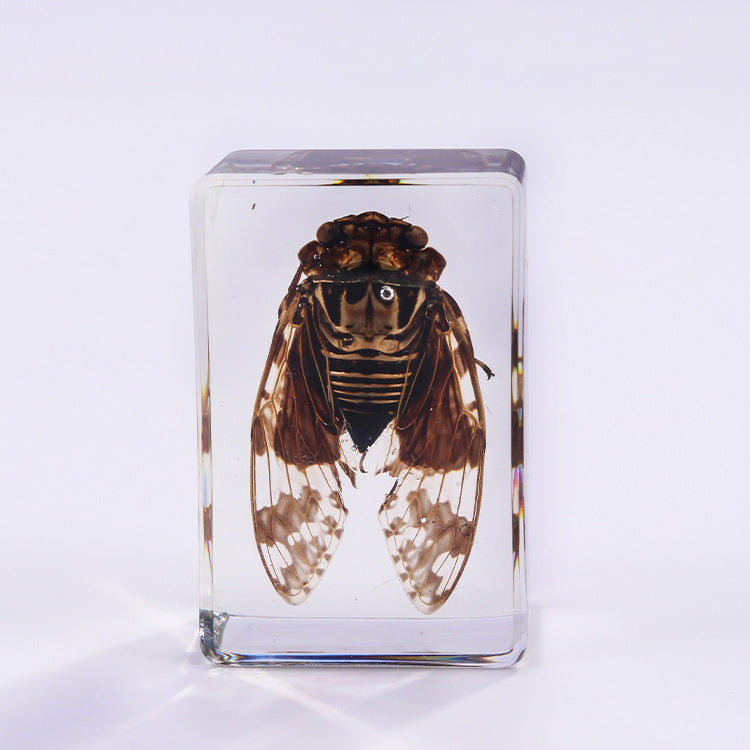 Wholesale 6pcs/pack Handmade Epoxy Resin Insect Specimens